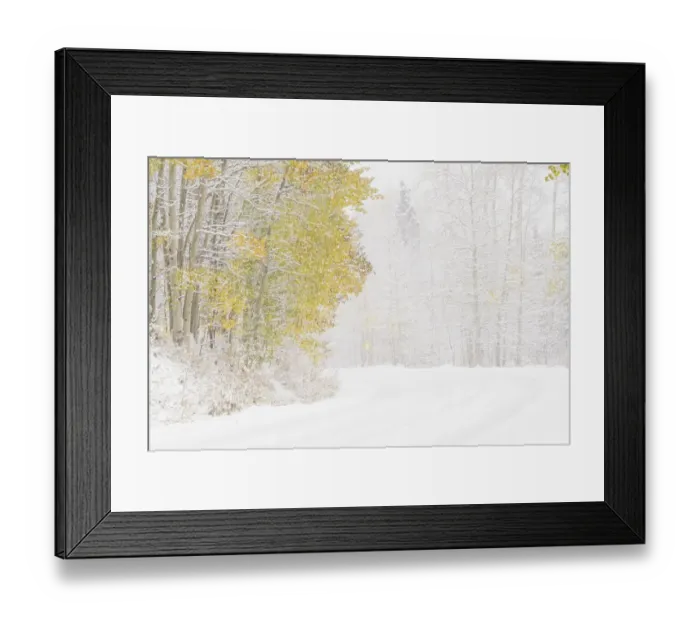Framed Print : USA, Colorado, White River National Forest. Snowfall on road among aspens. Credit as Framed Print : USA, Colorado, White River National Forest. Snowfall on road among aspens. Credit as