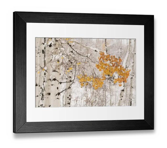 Framed Print : USA, Colorado, White River National Forest. Snow coats aspen trees in winter. Credit as Framed Print : USA, Colorado, White River National Forest. Snow coats aspen trees in winter. Credit as