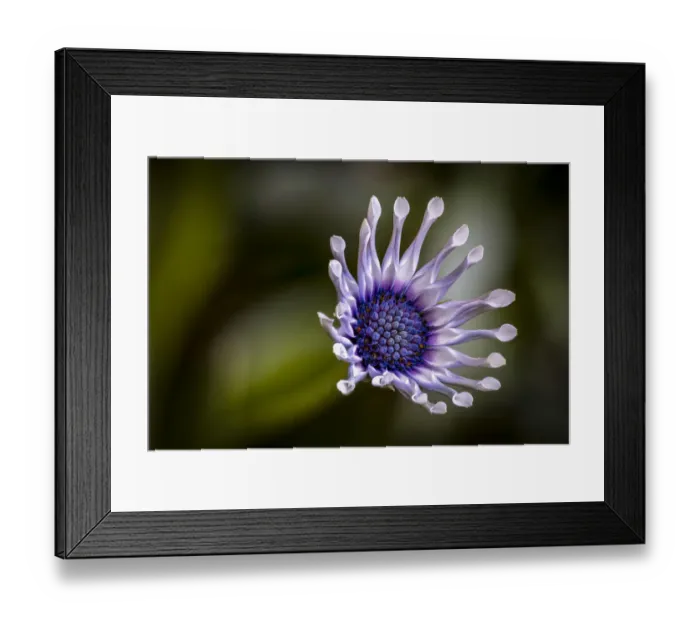 Framed Print : USA, Colorado, Fort Collins. African daisy close-up Framed Print : USA, Colorado, Fort Collins. African daisy close-up