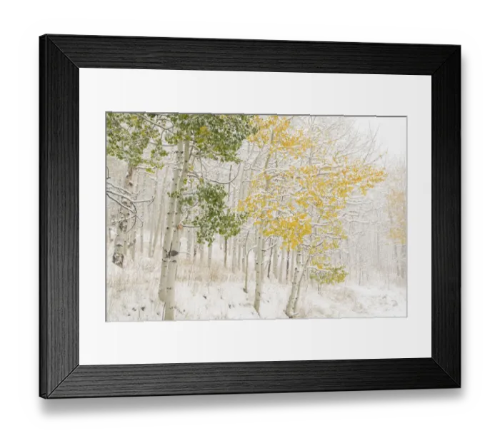 Framed Print : USA, Colorado, White River National Forest. Snow coats aspen trees in winter. Credit as Framed Print : USA, Colorado, White River National Forest. Snow coats aspen trees in winter. Credit as
