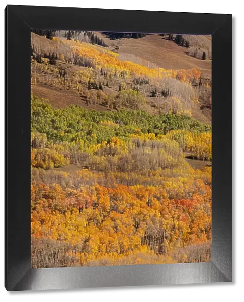 USA, Colorado. Autumn aspen grove in Gunnison National Forest
