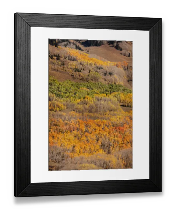 Framed Print : USA, Colorado. Autumn aspen grove in Gunnison National Forest Framed Print : USA, Colorado. Autumn aspen grove in Gunnison National Forest