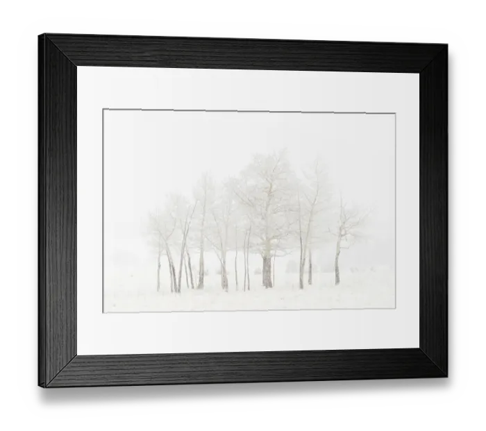 Framed Print : USA, Colorado. Aspen grove in spring snowstorm Framed Print : USA, Colorado. Aspen grove in spring snowstorm