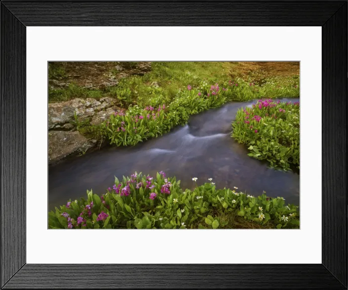 Framed Print : USA, Colorado, San Juan Mountains. Rushing stream and flowers scenic Framed Print : USA, Colorado, San Juan Mountains. Rushing stream and flowers scenic