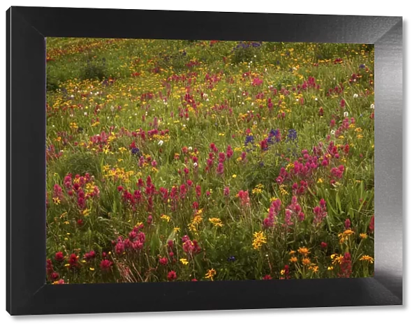 USA, Colorado, San Juan Mountains. Field of wildflowers amid tundra
