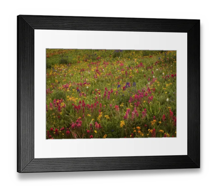 Framed Print : USA, Colorado, San Juan Mountains. Field of wildflowers amid tundra Framed Print : USA, Colorado, San Juan Mountains. Field of wildflowers amid tundra