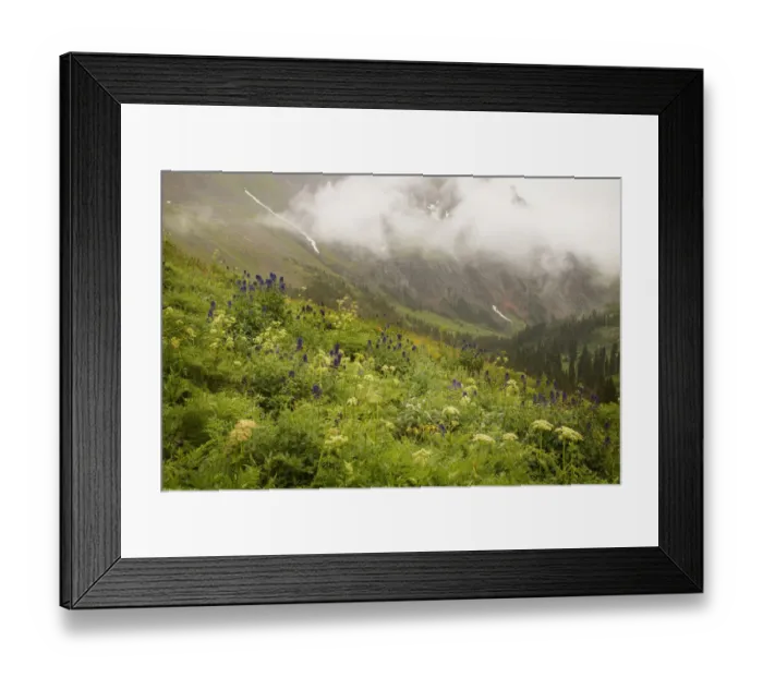 Framed Print : USA, Colorado, Sneffels Range. Mountainside flowers overlooking Yankee Boy Basin. Credit as Framed Print : USA, Colorado, Sneffels Range. Mountainside flowers overlooking Yankee Boy Basin. Credit as