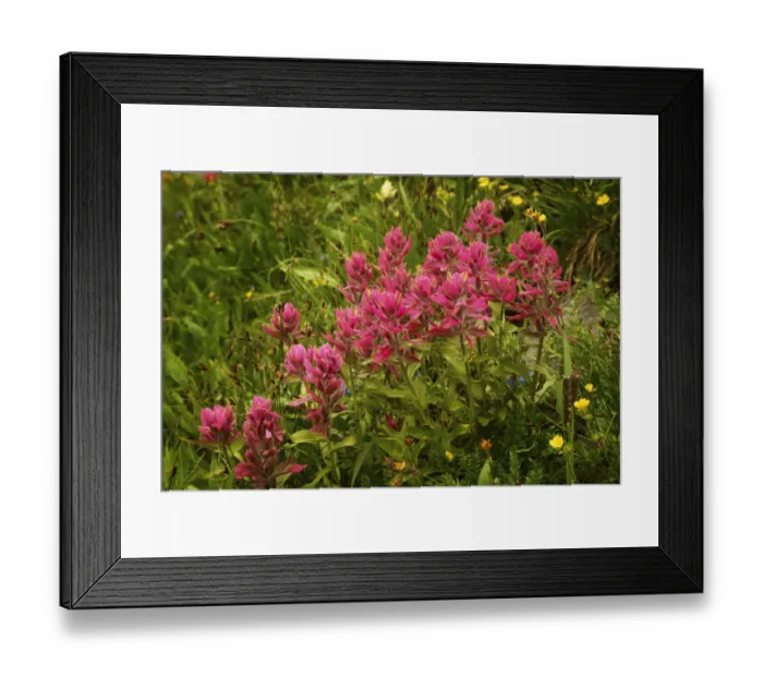 Framed Print : USA, Colorado, San Juan Mountains. Rosy paintbrush flowers in Yankee Boy Basin. Credit as
