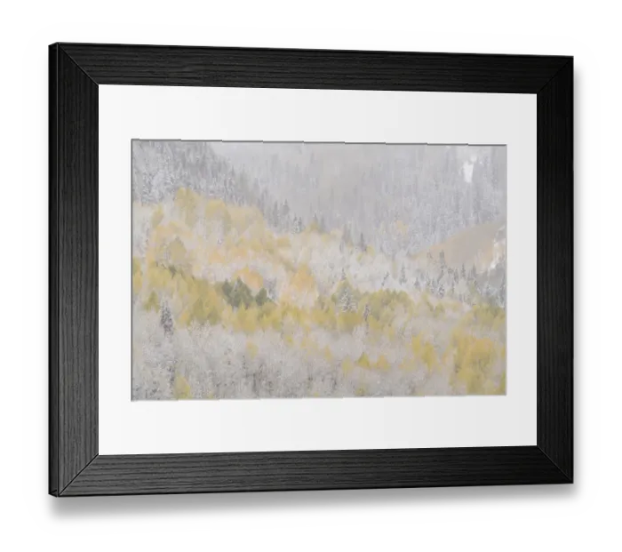 Framed Print : USA, Colorado, San Juan Mountains. Freshly falling snow on aspen forest. Credit as Framed Print : USA, Colorado, San Juan Mountains. Freshly falling snow on aspen forest. Credit as