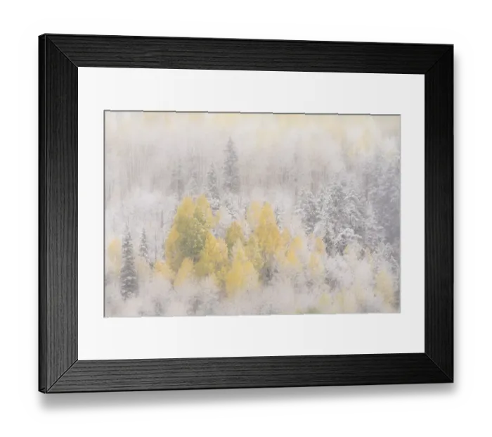 Framed Print : USA, Colorado, San Juan Mountains. Freshly falling snow on aspen forest. Credit as Framed Print : USA, Colorado, San Juan Mountains. Freshly falling snow on aspen forest. Credit as