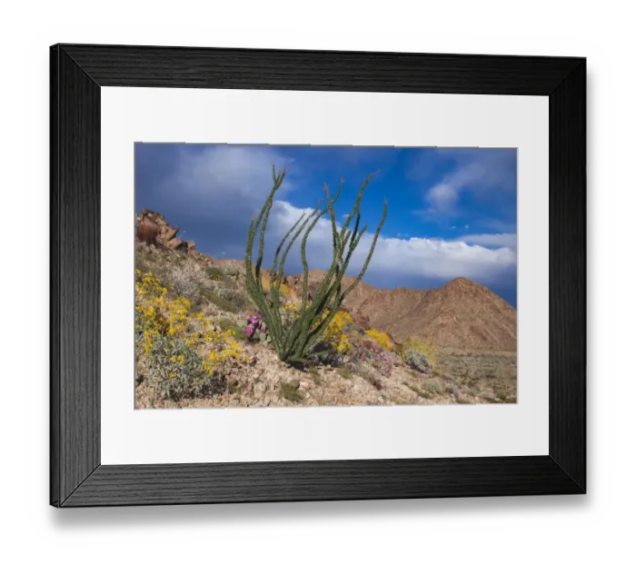 Framed Print : Wildflowers, Joshua Tree National Park, California