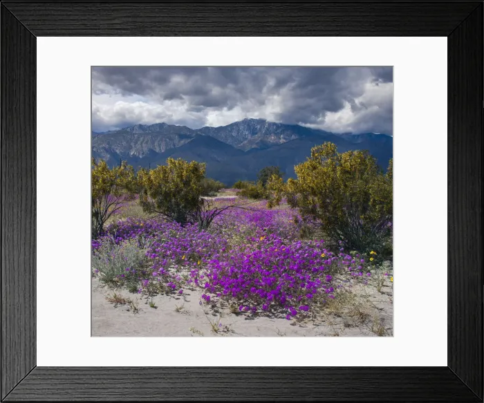 Framed Print : Wildflowers in Spring, Coachella Valle
