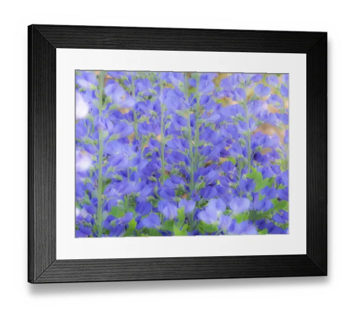 Framed Print : Blue wild indigo, Baptisia Australis, a native American wildflower