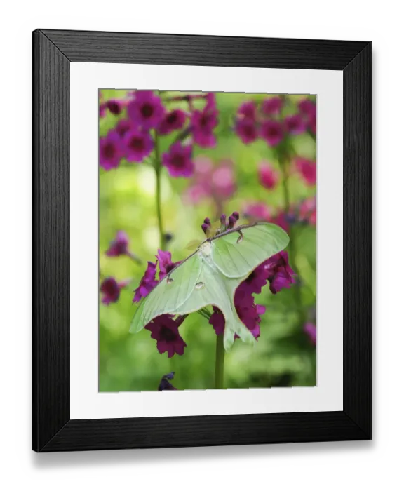 Framed Print : Luna moth, Actias luna, (Saturniidae family) on pink Candelabra primroses