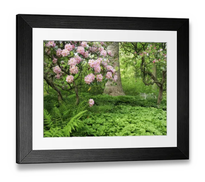 Framed Print : Rhododendrons and trees in a park setting