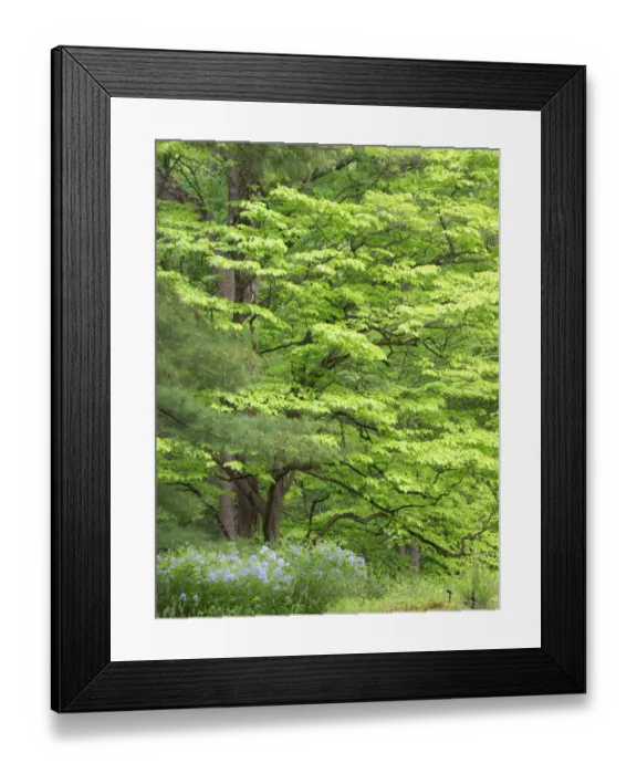 Framed Print : Field of wildflowers and native trees