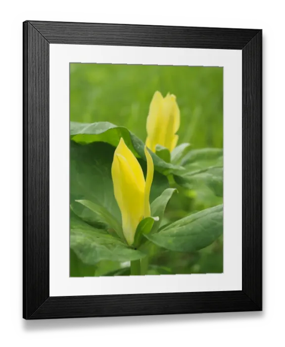 Framed Print : Yellow trillium, Trillium erectum, growing in a wildflower garden