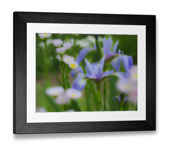 Framed Print : Iris and wildflowers