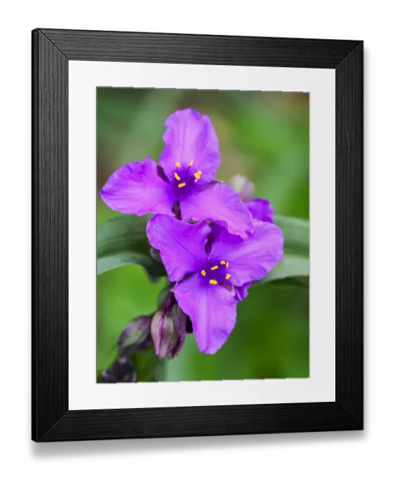 Framed Print : Purple Virginia spiderwort, Tradescantia virginiana growing in a wildflower garden Framed Print : Purple Virginia spiderwort, Tradescantia virginiana growing in a wildflower garden
