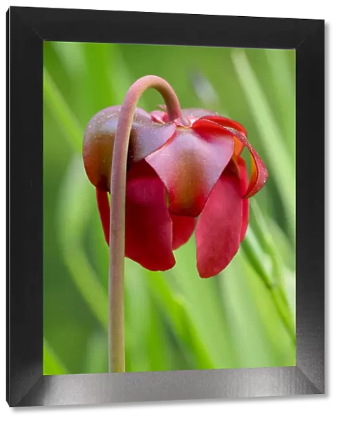 Red flower of the Pitcher plant (sarracenia rubra), a carnivorous plant