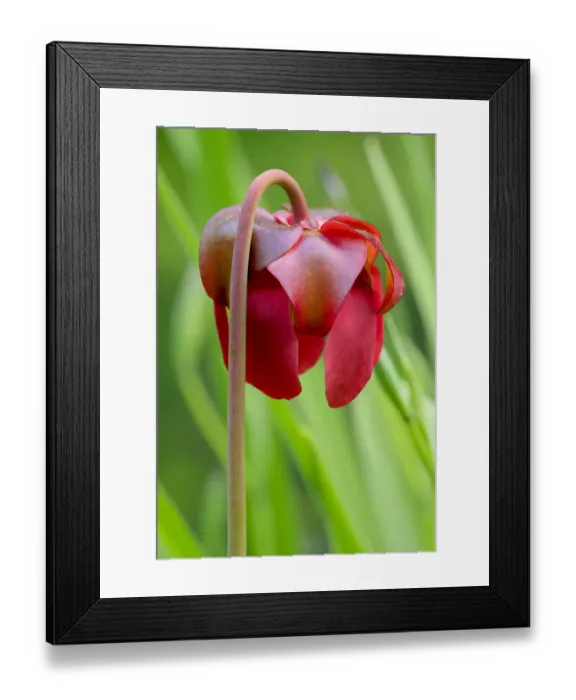 Framed Print : Red flower of the Pitcher plant (sarracenia rubra), a carnivorous plant Framed Print : Red flower of the Pitcher plant (sarracenia rubra), a carnivorous plant