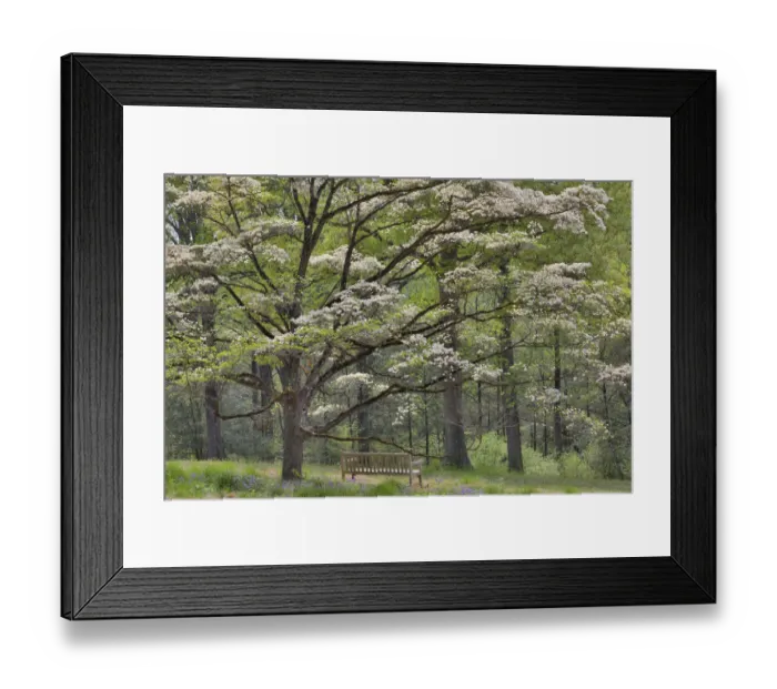 Framed Print : Bench under blooming white dogwood amongst the hardwood tree. Mt. Cuba Center, Hockessin