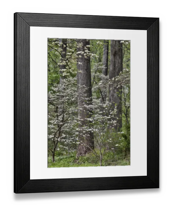 Framed Print : Blooming white dogwood amongst the hardwood tree. Mt. Cuba Center, Hockessin, Delaware Framed Print : Blooming white dogwood amongst the hardwood tree. Mt. Cuba Center, Hockessin, Delaware