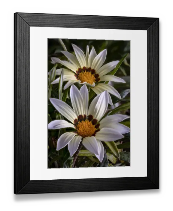 Framed Print : USA, Colorado, Fort Collins. White flower close-up