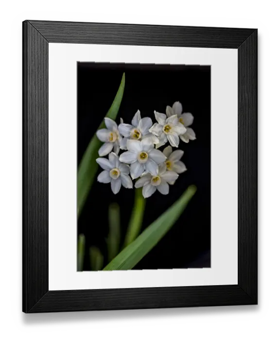 Framed Print : USA, Colorado, Fort Collins. Paperwhite flower plant close-up