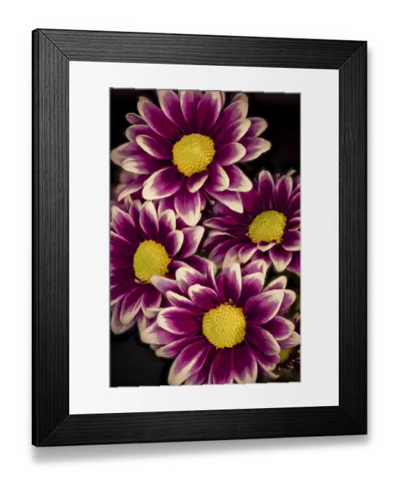 Framed Print : USA, Colorado, Fort Collins. Orinoco daisies close-up Framed Print : USA, Colorado, Fort Collins. Orinoco daisies close-up