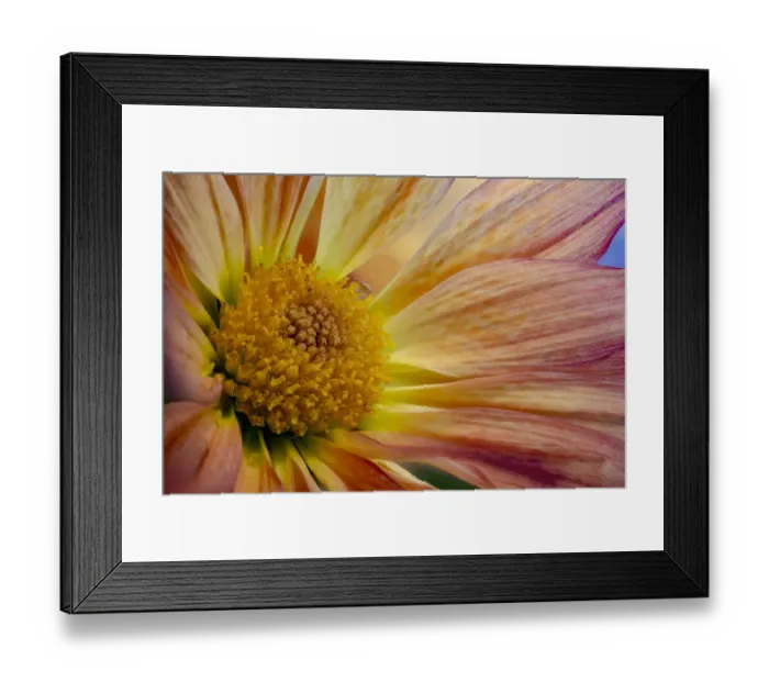 Framed Print : USA, Colorado, Fort Collins. Daisy flower close-up