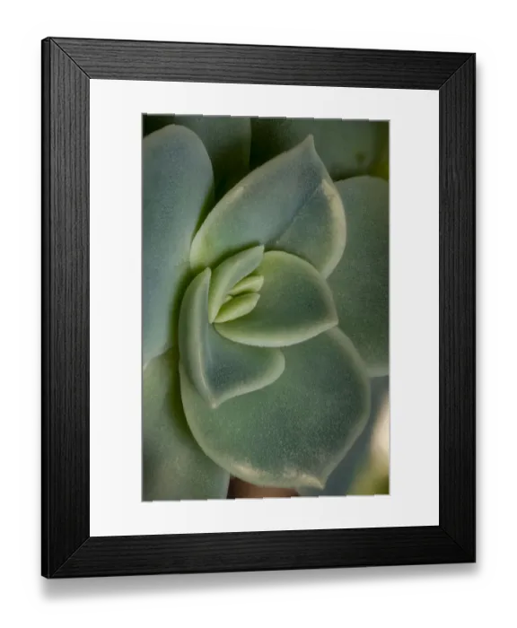 Framed Print : USA, Colorado, Fort Collins. Leatherpetal succulent close-up Framed Print : USA, Colorado, Fort Collins. Leatherpetal succulent close-up