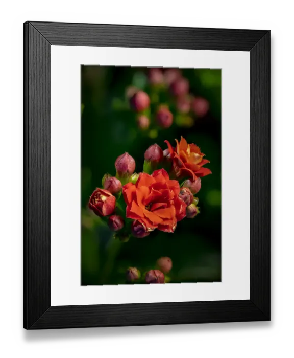 Framed Print : USA, Colorado, Fort Collins. Kalanchoe flowers close-up Framed Print : USA, Colorado, Fort Collins. Kalanchoe flowers close-up