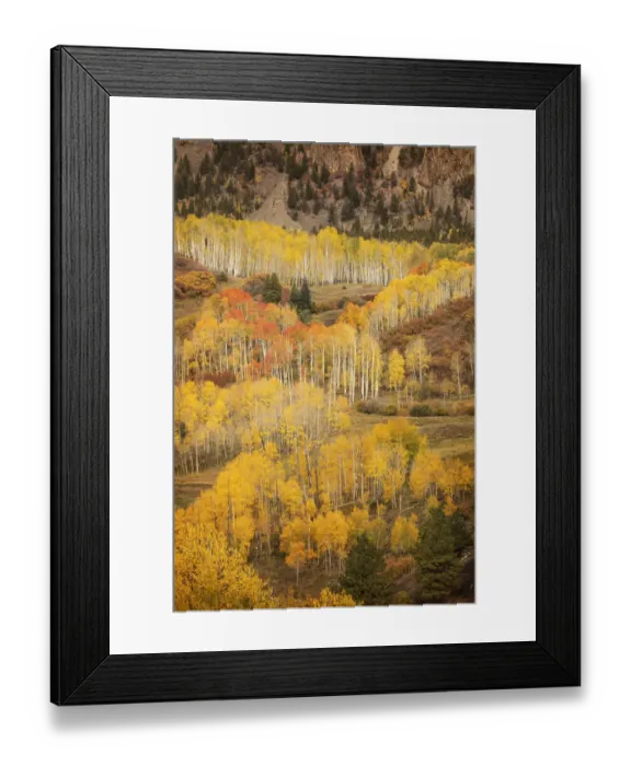 Framed Print : USA, Colorado, San Juan Mountains. Autumn-colored aspen forest on mountain slope. Credit as Framed Print : USA, Colorado, San Juan Mountains. Autumn-colored aspen forest on mountain slope. Credit as