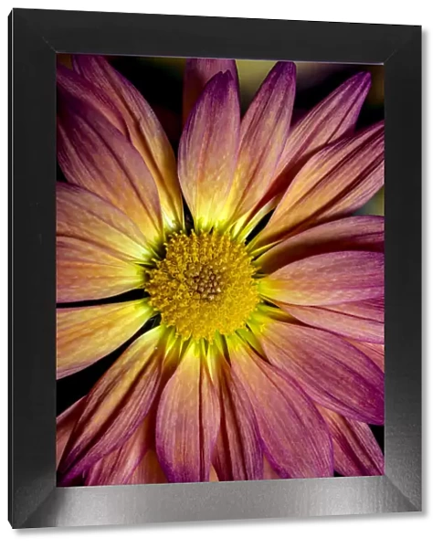 USA, Colorado, Fort Collins. Daisy flower close-up