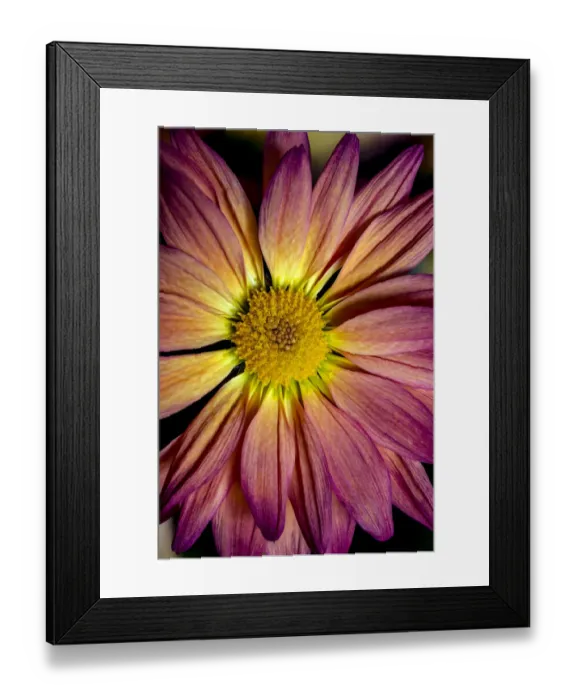 Framed Print : USA, Colorado, Fort Collins. Daisy flower close-up