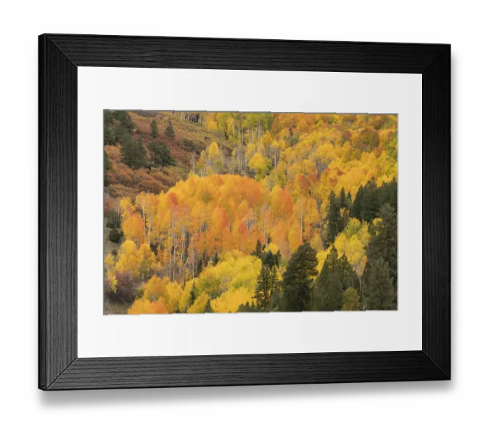 Framed Print : USA, Colorado, Uncompahgre National Forest. Mountain aspen forest in autumn. Credit as Framed Print : USA, Colorado, Uncompahgre National Forest. Mountain aspen forest in autumn. Credit as