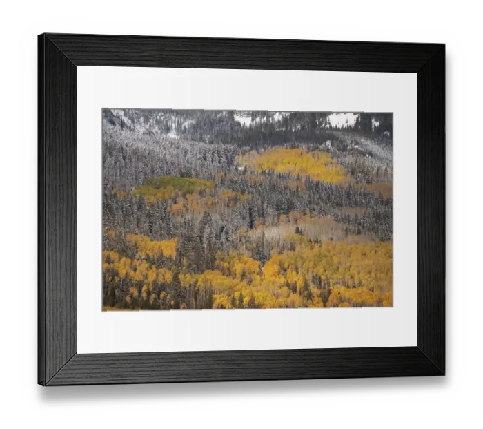 Framed Print : USA, Colorado, San Juan Mountains. Autumn-colored aspen forest on mountain slope. Credit as Framed Print : USA, Colorado, San Juan Mountains. Autumn-colored aspen forest on mountain slope. Credit as