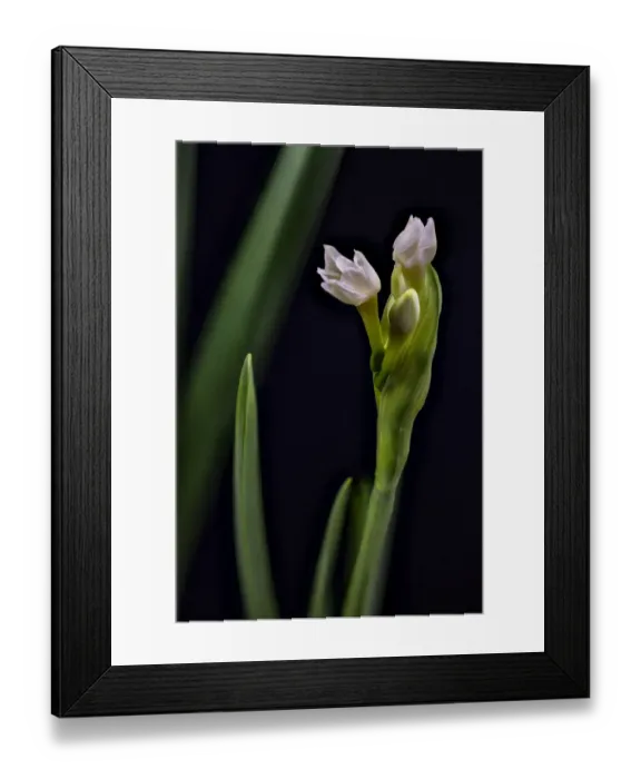Framed Print : USA, Colorado, Fort Collins. Paperwhite flower plant close-up Framed Print : USA, Colorado, Fort Collins. Paperwhite flower plant close-up
