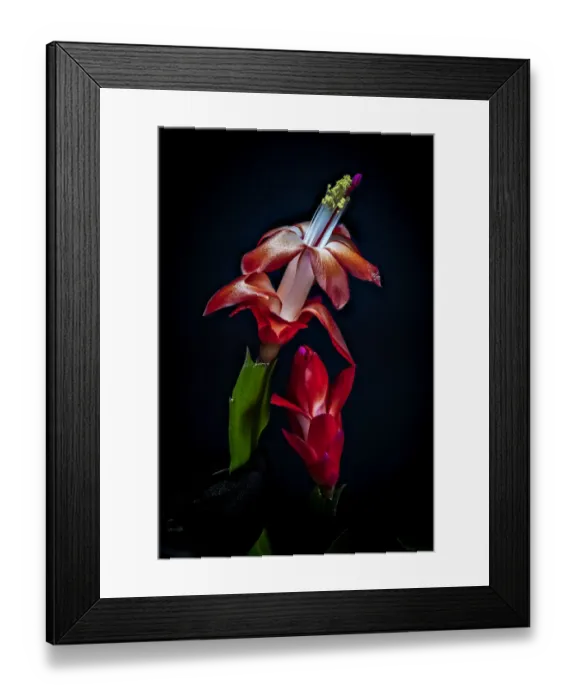 Framed Print : USA, Colorado, Fort Collins. Red Christmas cactus plant Framed Print : USA, Colorado, Fort Collins. Red Christmas cactus plant