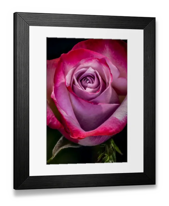 Framed Print : USA, Colorado, Fort Collins. Rose close-up. Credit as Fred Lord  /  Jaynes Gallery  /  DanitaDelimont