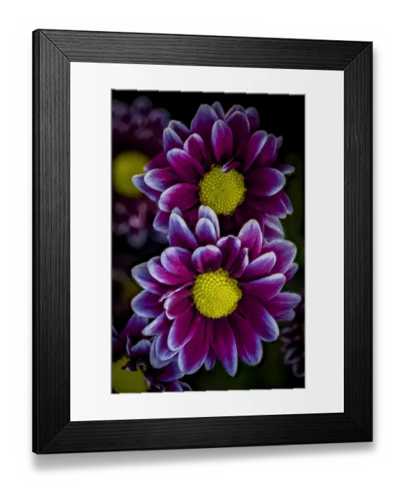 Framed Print : USA, Colorado, Fort Collins. Orinoco daisies close-up