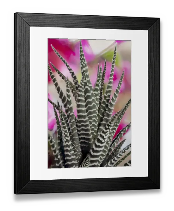 Framed Print : USA, Colorado, Fort Collins. Zebra plant succulent Framed Print : USA, Colorado, Fort Collins. Zebra plant succulent