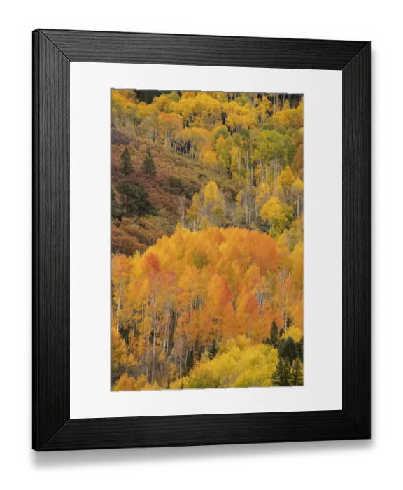 Framed Print : USA, Colorado, Uncompahgre National Forest. Mountain aspen forest in autumn. Credit as Framed Print : USA, Colorado, Uncompahgre National Forest. Mountain aspen forest in autumn. Credit as