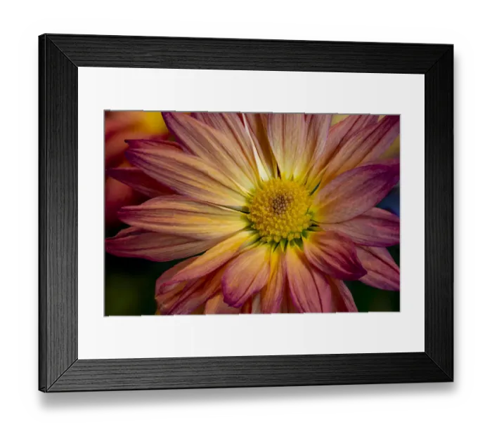 Framed Print : USA, Colorado, Fort Collins. Daisy flower close-up Framed Print : USA, Colorado, Fort Collins. Daisy flower close-up