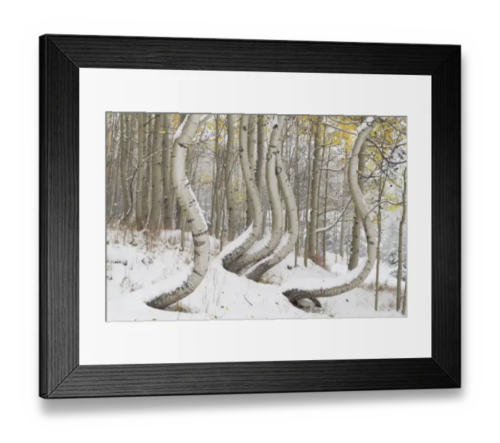 Framed Print : USA, Colorado, Uncompahgre National Forest. Deformed aspen trunks in winter. Credit as