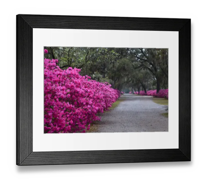 Framed Print : USA, Georgia, Savannah. Bonaventure Cemetery in the spring with azaleas in bloom Framed Print : USA, Georgia, Savannah. Bonaventure Cemetery in the spring with azaleas in bloom