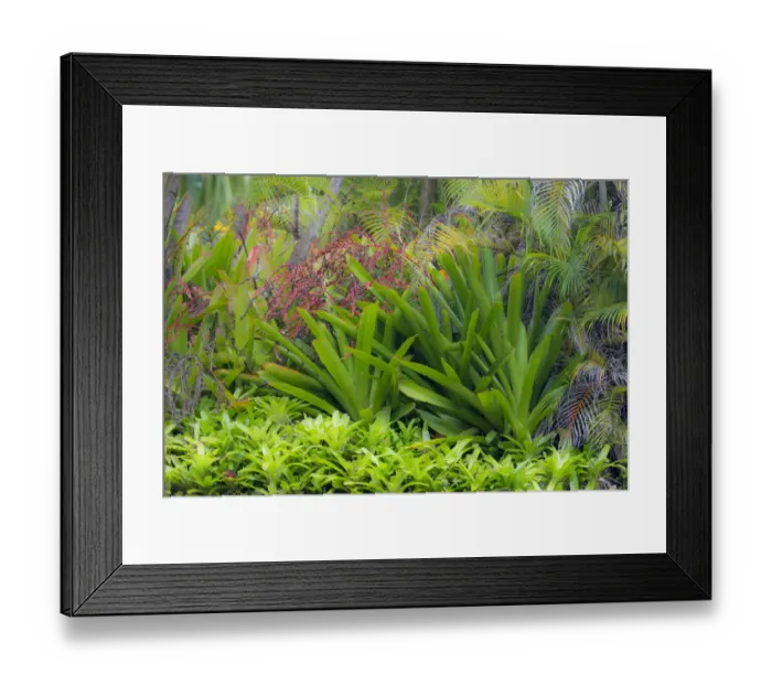 Framed Print : McBryde Garden, Kauai, Hawaii