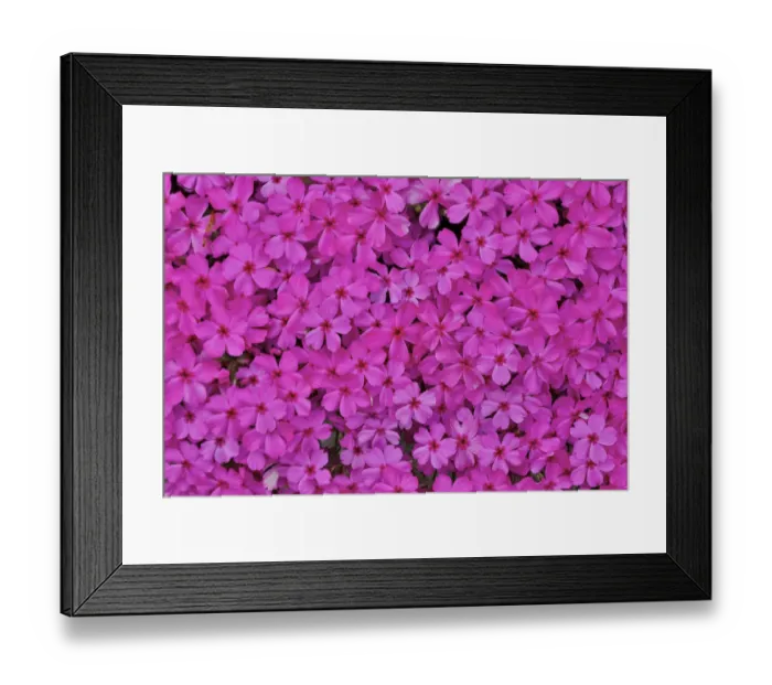 Framed Print : Pink phlox, Mt. Cuba Center, Hockessin, Delaware Framed Print : Pink phlox, Mt. Cuba Center, Hockessin, Delaware