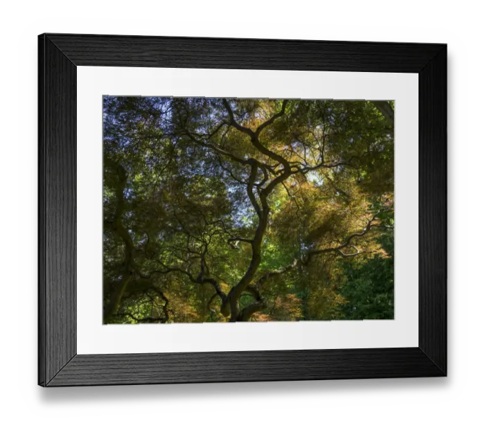 Framed Print : Looking up at the sky through a Japanese maple Framed Print : Looking up at the sky through a Japanese maple